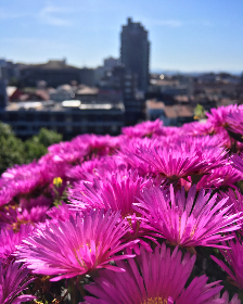 bx28a